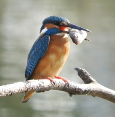 Alcedo atthis