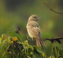 Emberiza melanocephala