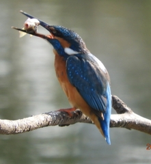 Alcedo atthis