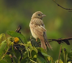 Emberiza melanocephala