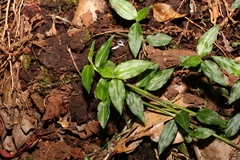 Aneilema biflorum