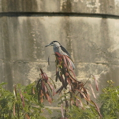 Nycticorax nycticorax nycticorax
