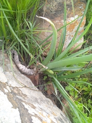 Aloe verecunda