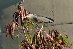 Nycticorax nycticorax nycticorax