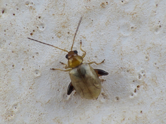 Longitarsus ochroleucus
