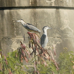 Nycticorax nycticorax nycticorax