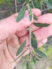 Phillyrea angustifolia