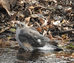 Accipiter nisus