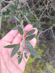 Phillyrea angustifolia