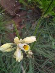 Eulophia welwitschii