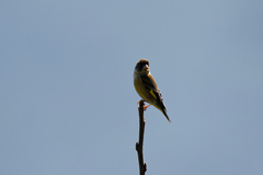 Chloris