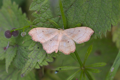 Idaea emarginata