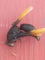 Rhynchium haemorrhoidale