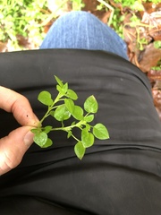 Stellaria media