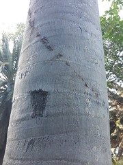 Syagrus flexuosa