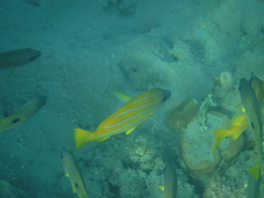 Lutjanus kasmira