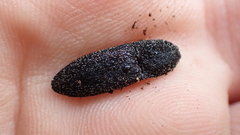 Lacon punctatus