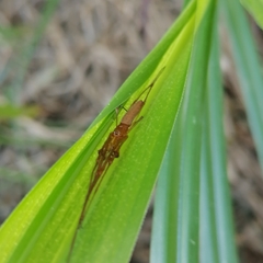 Tetragnatha