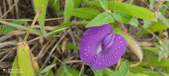 Fabaceae