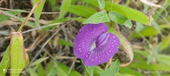 Fabaceae