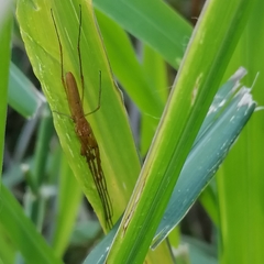 Tetragnatha