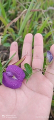 Fabaceae