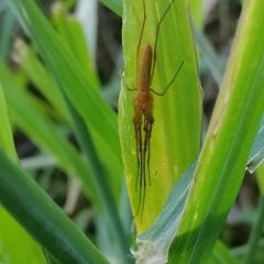 Tetragnatha