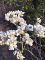 Pseudognaphalium viravira