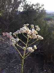 Pseudognaphalium viravira