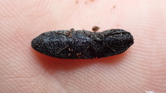 Lacon punctatus