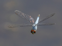 Brachydiplax denticauda