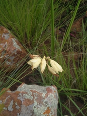 Eulophia welwitschii