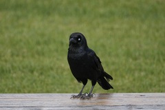 Corvus tasmanicus