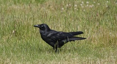 Corvus tasmanicus