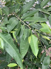 Ficus virgata