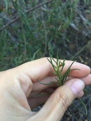 Baccharis linearis
