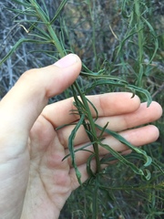 Baccharis linearis