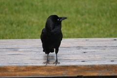 Corvus tasmanicus