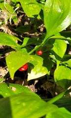 Ruscus colchicus