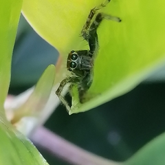 Carrhotus viduus