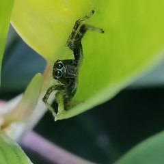 Carrhotus viduus