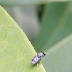 Discomyza maculipennis