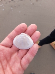 Mactra stultorum