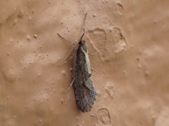 Eriocottis paradoxella