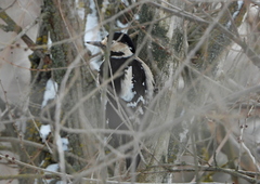 Dendrocopos syriacus