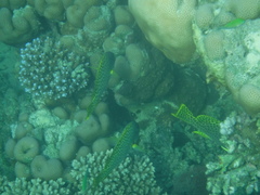 Plectorhinchus gaterinus