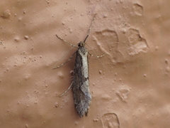 Eriocottis paradoxella