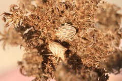 Ancyrosoma leucogrammes