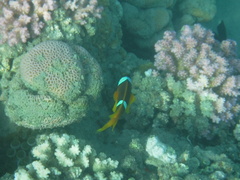 Amphiprion bicinctus