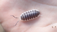 Porcellio hoffmannseggii